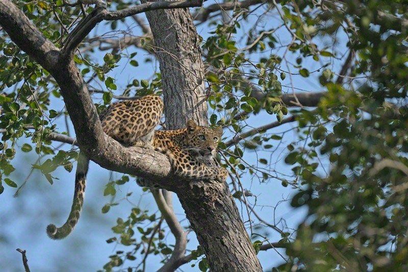 Rajasthan Off Track Forts and Palaces with Leopard Safari