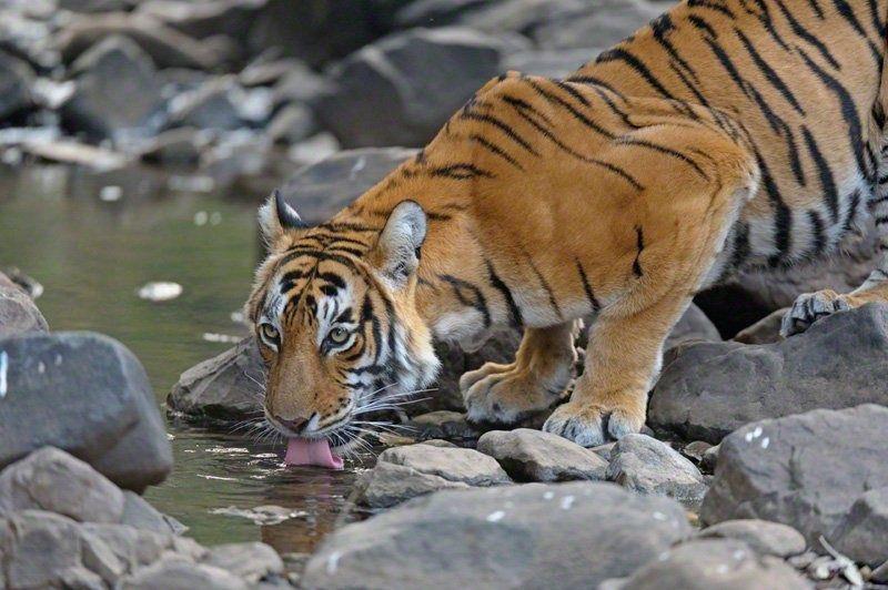Central India Tiger Trail’s
