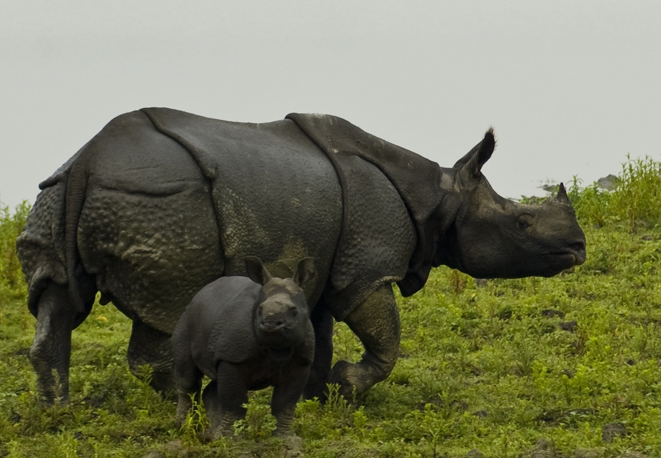 Indian Wildlife – Tiger & Rhino Safari